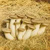 Hawlik Pilzbrut Kräuterseitling Dübel – 20 Pilzdübel auf Produktbild-Vorschau 4