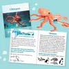 Teddy-Hermann Teddy Hermann Oktopus 36 cm Produktbild-Vorschau 4