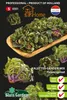 Semi di germogli di fiori Kalettes Garden Mix – fiori di Anteprima dell’immagine prodotto 1