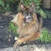 Nylabone Power Chew: Huesos duros para masticar, sabor a Vista previa de la imagen del producto 6