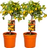 Bloomique - 2er-Set - Citrus Kumquat - Zwergorange - Produktbild-Vorschau 1