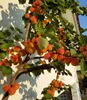 A close-up shot of an apricot tree laden with ripe apricots, with a white wall and shadows in the background. Produktbild-Vorschau