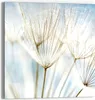 DEQORI Glasbild Echtglas 50x50 cm 'Löwenzahnsamen nah' Produktbild-Vorschau 1