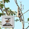 Abi bestanden Faultier Rahmen Spardose aus Holz mit Spruch Produktbild-Vorschau 5