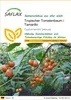 SAFLAX - Tropischer Tomatenbaum / Tamarillo - Cyphomandra Produktbild-Vorschau 1
