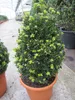 Ilex crenata Twiggy -  Berg-Ilex Twiggy Kegel + Kugel als Produktbild-Vorschau 3