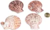 Pecten nobilis 0,5 kg 5-8 cm ca. 30-40 Stück Kammmuscheln Produktbild-Vorschau 3