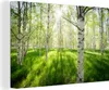OneMillionCanvasses® - Plátno - Bříza - Les - Jaro, Náhled obrázku produktu 1