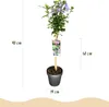GreenboutiQ - Gartenpflanze - Hibiscus syriacus Tricolour - Produktbild-Vorschau 3