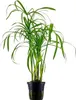 Aquarium Pflanze Cyperus alternifolius Wasserpflanze Produktbild-Vorschau 1