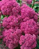 Sedum spectabile 'Carl', Fetthenne, rosa Blüten, ca. 11x11 Produktbild-Vorschau 6