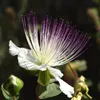 Kapary (Capparis spinosa)  – 20 semen Náhled obrázku produktu 1