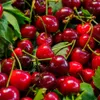 Sirop de cerise Herbapol 3x 420 ml - Sirop pour boissons à Voir les images du produit 4