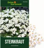 Steinkraut Duftsteinrich Schneedecke Samen - Lobularia Produktbild-Vorschau 1