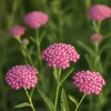 Bloomique - Lot de 6 - Achillée millefeuille ‘Cerise Queen’ Voir les images du produit 2