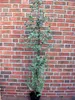 Eucalyptus gunii, Zylinder-Eukalyptus, Höhe inklusive Topf: Produktbild-Vorschau 2