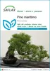 SAFLAX  - Pino marittimo - 6 semi - Pinus Anteprima dell’immagine prodotto 1