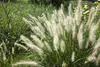 Stauden Gänge 1 x Pennisetum alopecuroides 'Little Honey' Produktbild-Vorschau 3