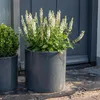 Stauden Gänge 10 x Salvia nemorosa 'Sensation White®' im 1 Produktbild-Vorschau 7