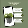 Plants by Frank | 60 Plantes de waldsteinia | Waldsteinia Voir les images du produit 5