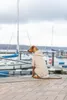 TRIXIE Hundepulli BE NORDIC Hoodie Flensburg - sand - 420L Produktbild-Vorschau 4