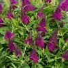 Krzew motylkowy Buddleja davidii Butterfly Candy Little Podgląd zdjęcia produktu 1
