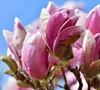 Magnolia Betty 2L Podgląd zdjęcia produktu 1