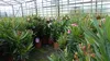 Oleander Busch 65 cm Nerium Rosenlorbeer Premium rot oder Produktbild-Vorschau 9