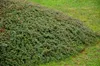 Stauden Gänge 10 x Cotoneaster dammeri 'Coral Beauty‘ - Produktbild-Vorschau 6