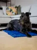 TrendPet Arctic Komfort, tappetino rinfrescante per cani, Anteprima dell’immagine prodotto 4