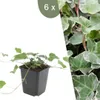 Plants by Frank | 6 Efeu Pflanzen | Hedera Helix 'Glacier' Produktbild-Vorschau 1