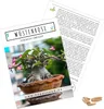 Exotische Kakteen Samen mit hoher Keimrate - Sukkulenten Produktbild-Vorschau 1