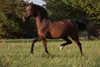 Scheidler horse-direkt MSM & Glucosamin Liquid, Produktbild-Vorschau 3