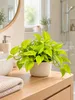 Efeutute Golden Pothos ca. 20 cm – Epipremnum aureum, Produktbild-Vorschau 3