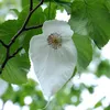 Taschentuchbaum (Davidia involucrata)  - 2 Samen Produktbild-Vorschau 1