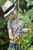 A young boy wearing a straw hat is tending to a tomato plant in a garden, using pruning shears to trim a branch. Náhled obrázku produktu