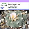 SAFLAX - Kaktus Peyotl - Lophophora williamsii - 20 Semená Náhľad obrázku produktu 10