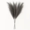 Layba Herbe de la Pampa Décoration en gris Boho Herbe de la Voir les images du produit 5