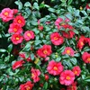 Kamelia japońska - 2 szt - Camellia japonica 'Dr. King' - Podgląd zdjęcia produktu 4