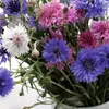 Kornblume Gefüllte Mischung Samen - Centaurea cyanus - Produktbild-Vorschau 3