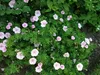 Stauden Gänge 3 x Geranium sanguineum 'Apfelblüte' - Rosa Produktbild-Vorschau 5