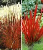 BALDUR Garten 4er Rote Gräser-Kollektion, Pflanzen mit 9x9 Produktbild-Vorschau 1