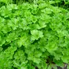 6 x Petržel - Petroselinum crispum | květináč 9 cm x 9 cm Náhled obrázku produktu 1