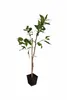 Citrus limon Femminello Siracusano Zitronenbaum 120–160 cm Produktbild-Vorschau 4