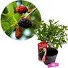Morus rotundiloba 'Mojo Berry', morwa karłowata, doniczka 3 Podgląd zdjęcia produktu 1