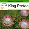 SAFLAX - King Protea - 5 Nasiona - Z podłożem uprawowym Podgląd zdjęcia produktu 9