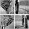 Poster - Poster ohne Rahmen - Elefant Wildnis Natur - 50x70 Produktbild-Vorschau 8