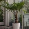 Chinesische Hanfpalme - 2 Stk - Trachycarpus Fortunei - Produktbild-Vorschau 5