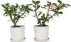 Wüstenrose - 2 Stk - Adenium obesum - Höhe 30-45cm - ⌀13cm Produktbild-Vorschau 5