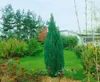 Chamaecyparis lawsoniana 'Ellwoodii', Blaue Scheinzypresse, Produktbild-Vorschau 9